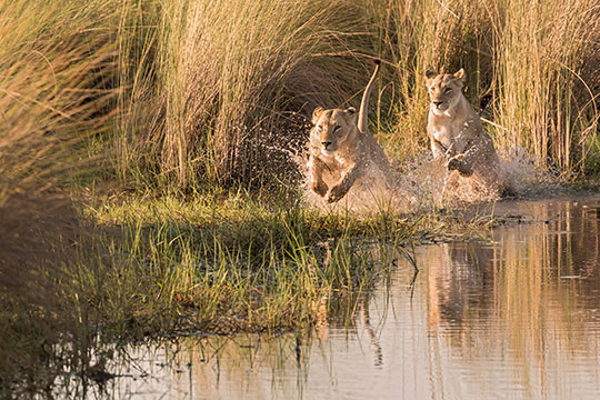 Okavango